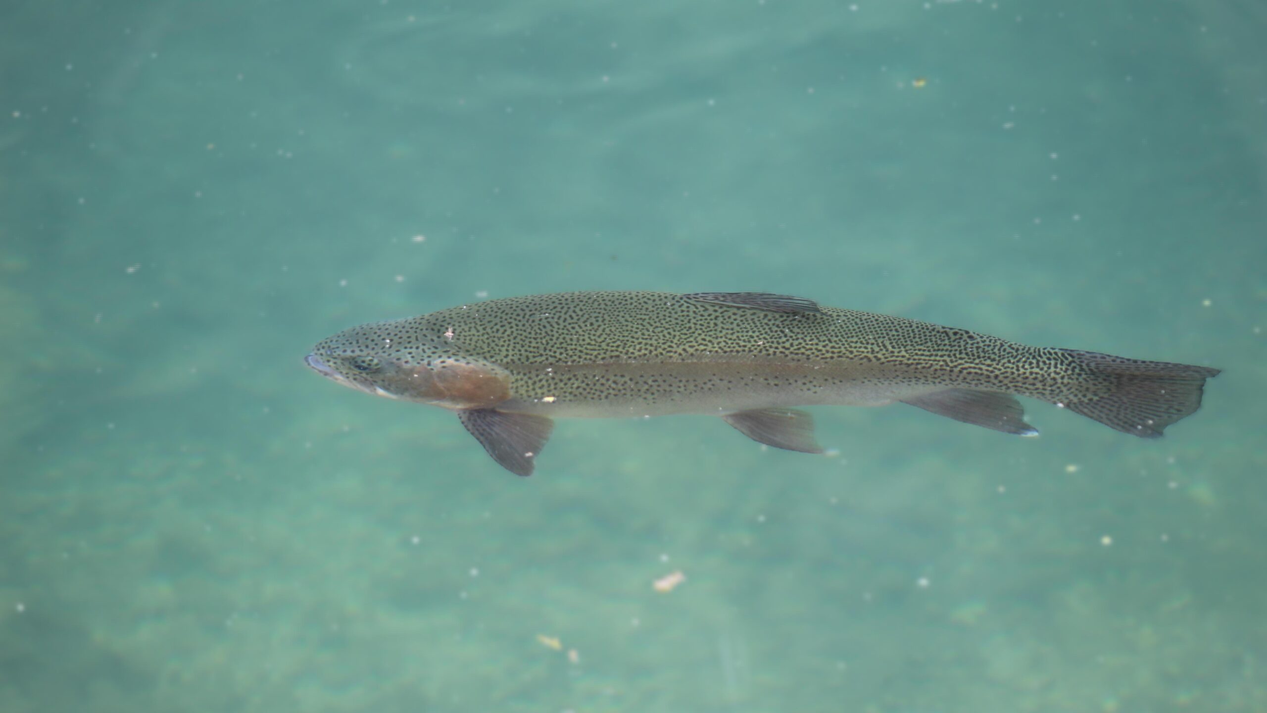 Roaring River Hatchery – Cassville, Missouri