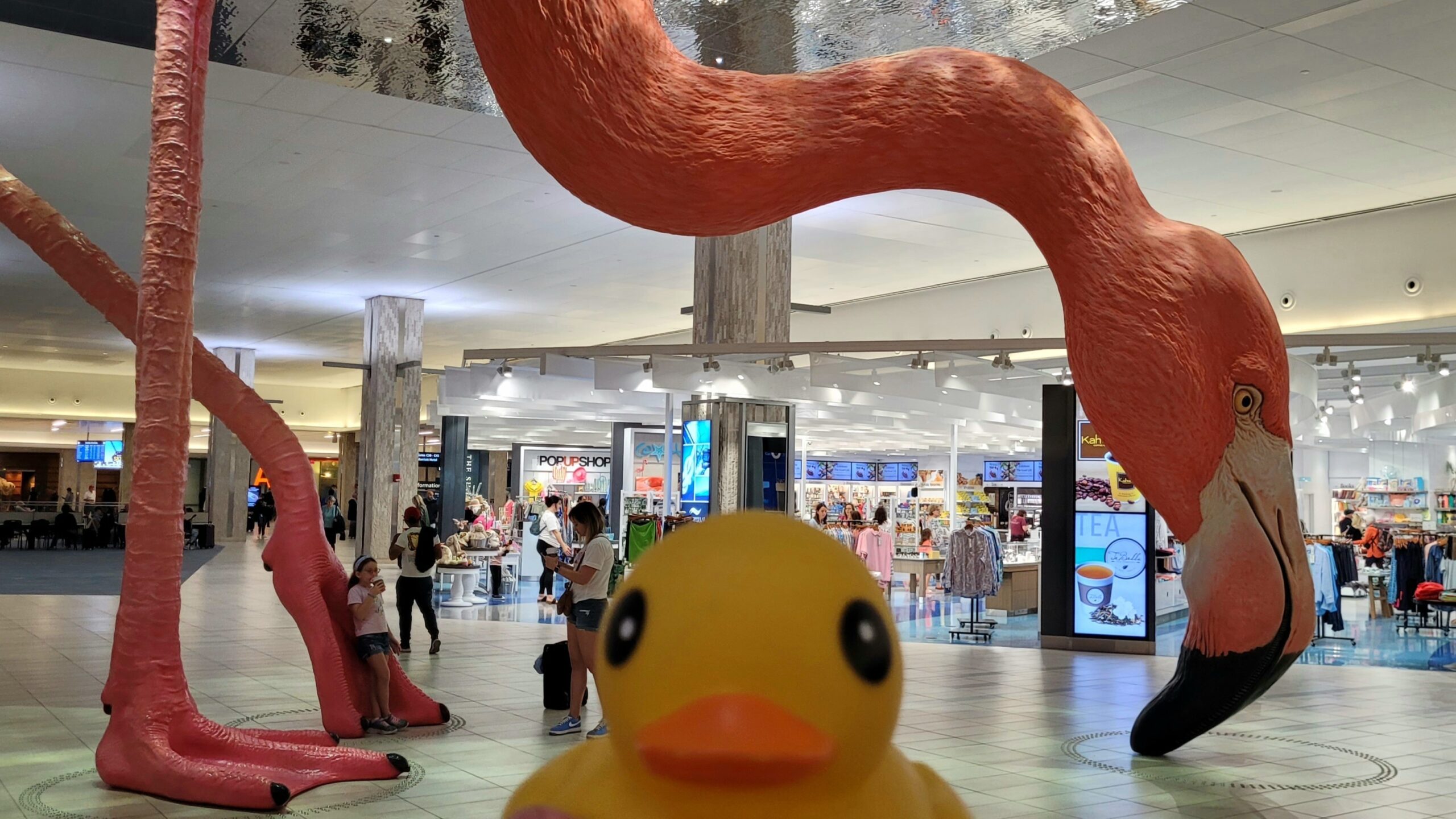 Non-Human Friends – North America