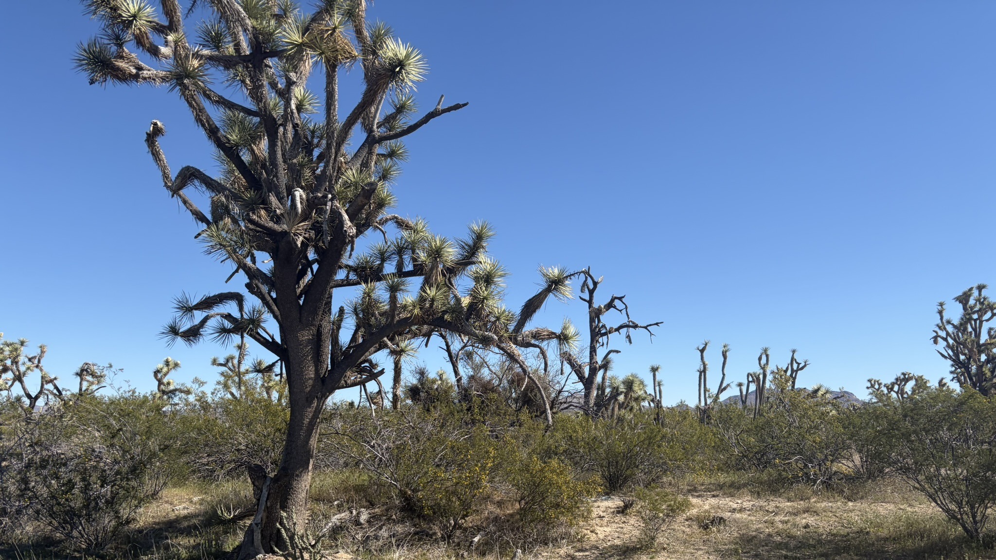 Joshua Tree Forest – Arizona